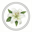 White Lily